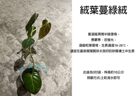 心葉蔓綠絨風水|[心葉植物照顧攻略]：教你如何養好心葉蔓綠絨 